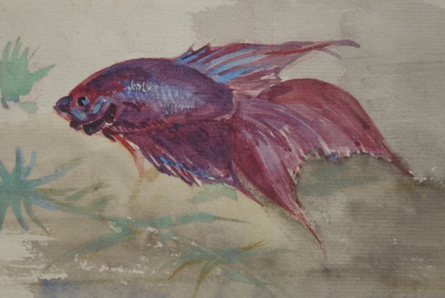 Bruigom M.C.  | Sluierstaartvis, aquarel op papier 8,6 x 12,7 cm