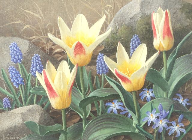 Jan Voerman jr. | Tulpen, blauwe druifjes en scilla, olieverf op doek op board, 22,4 x 29,9 cm, gesigneerd l.o.